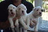  - Pups for sale!