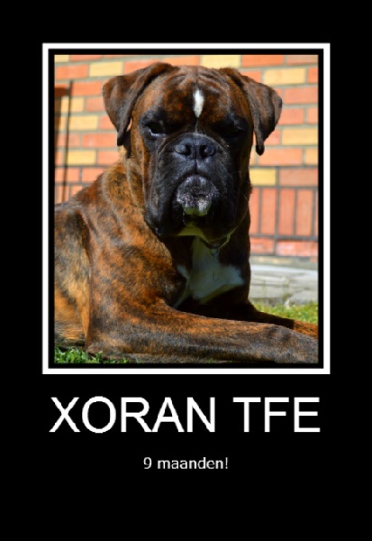 Xoran the fifth element